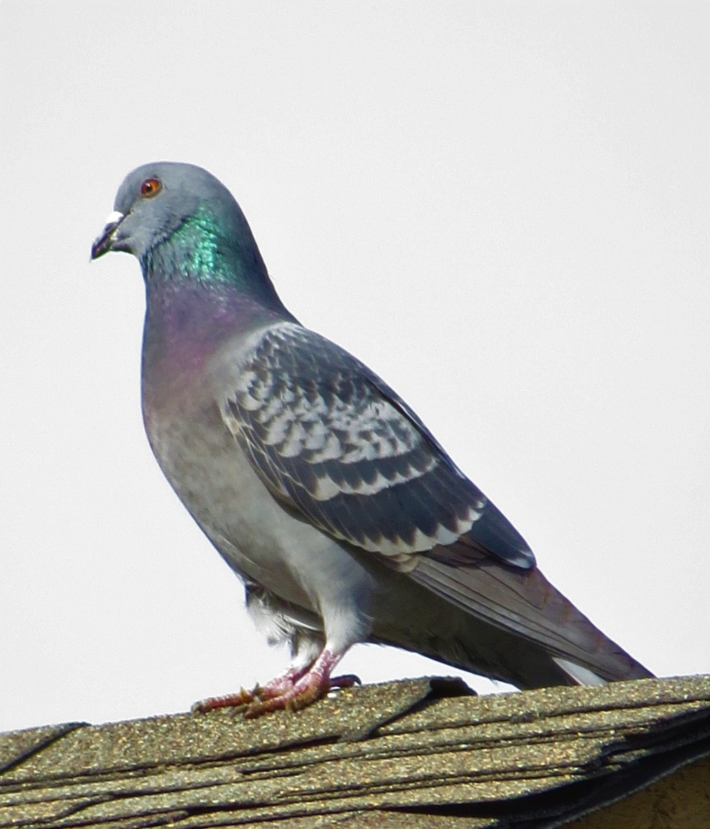 Rock Pigeon (Feral Pigeon) - ML303848311