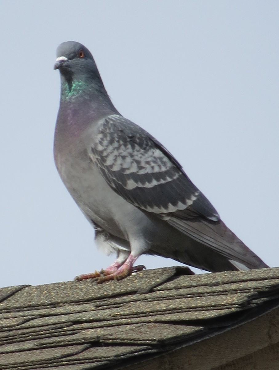 Rock Pigeon (Feral Pigeon) - ML303848321