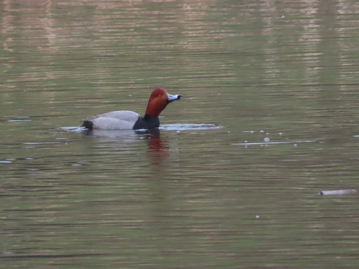 Fuligule à tête rouge - ML303848401