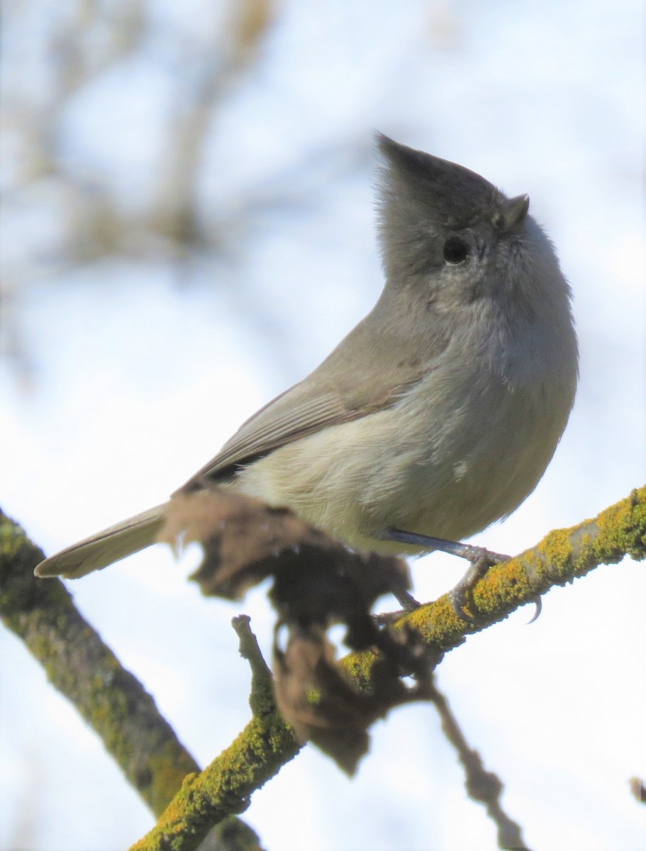 Oak Titmouse - ML303848471