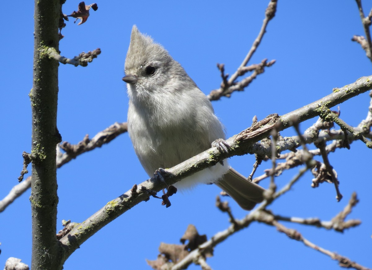 Oak Titmouse - ML303848501