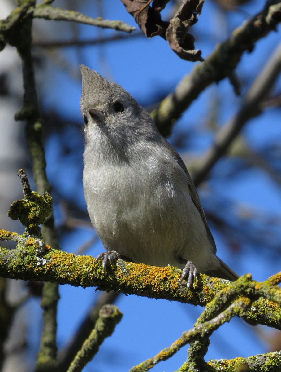 Oak Titmouse - ML303848511