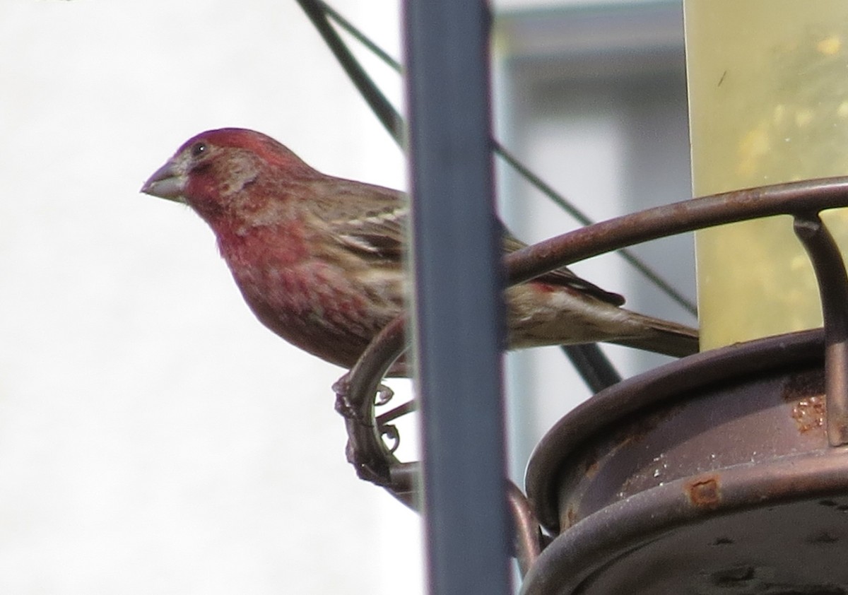 House Finch - ML303848641