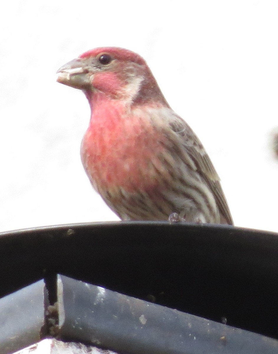 House Finch - ML303848651