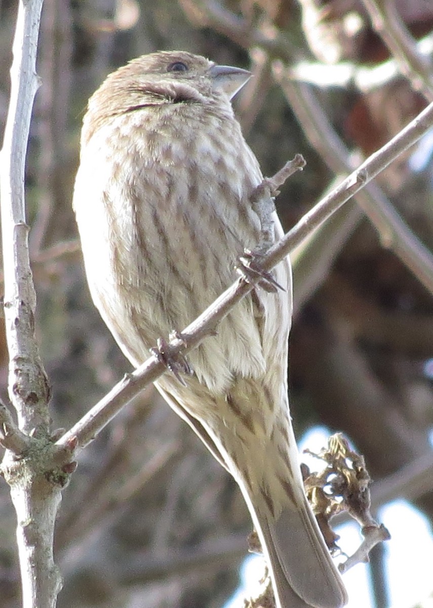 House Finch - ML303848661