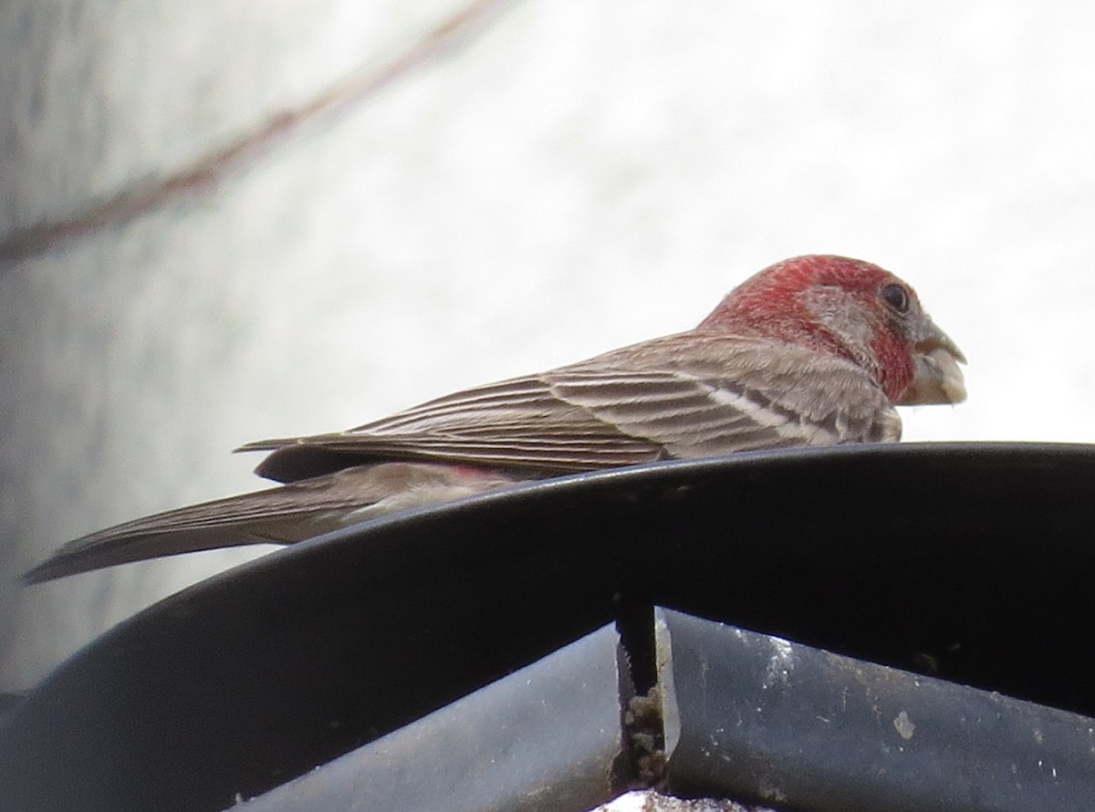 House Finch - ML303848671