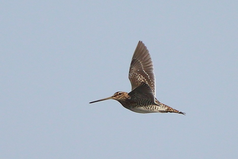 Common Snipe - Albin Jacob