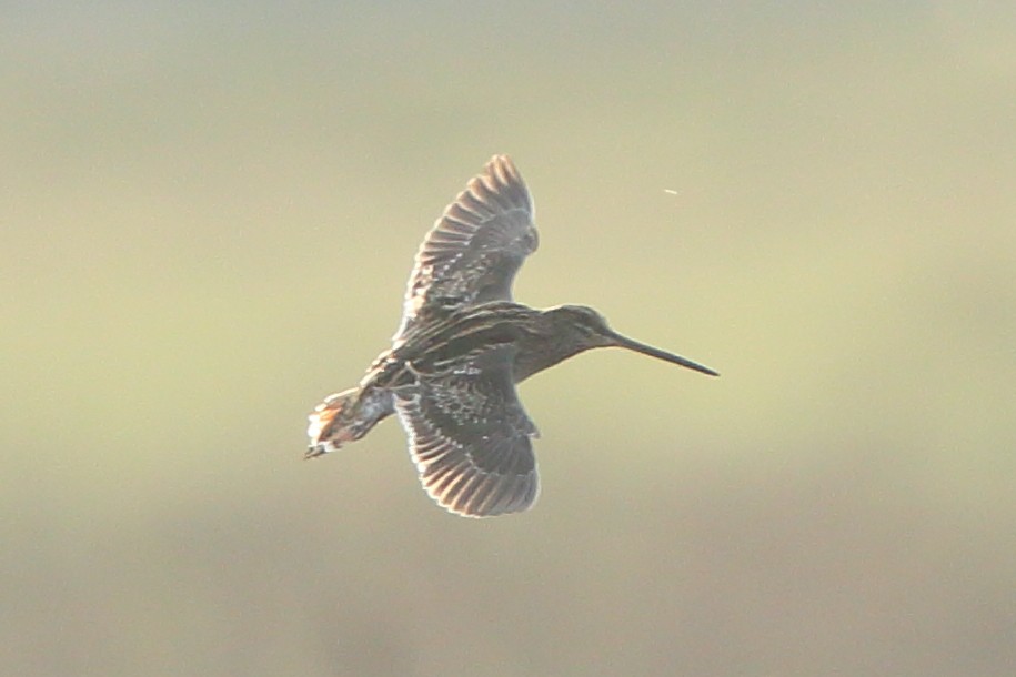 Common Snipe - Albin Jacob