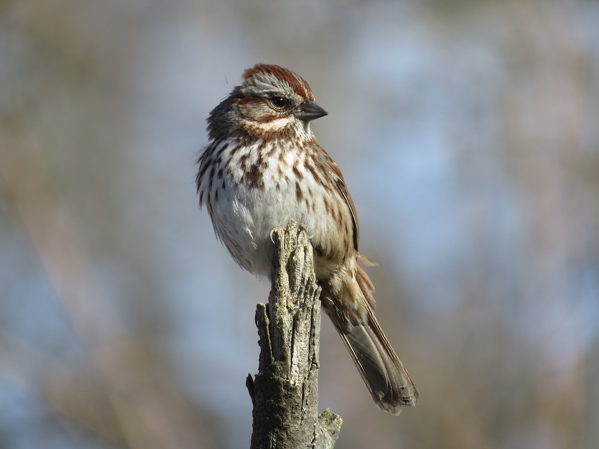 Song Sparrow - ML303849671