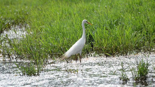 Plumed Egret - ML303850281