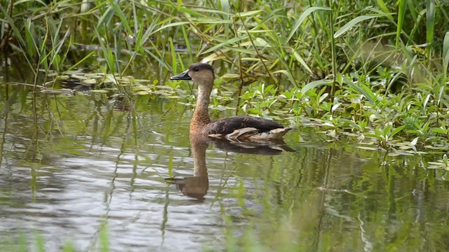 オオリュウキュウガモ - ML303850341