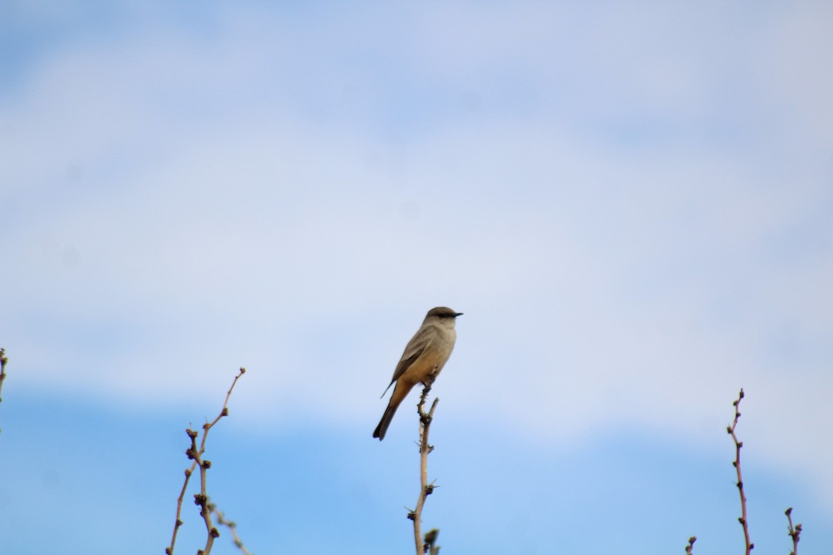 Say's Phoebe - Jonathan Brooks