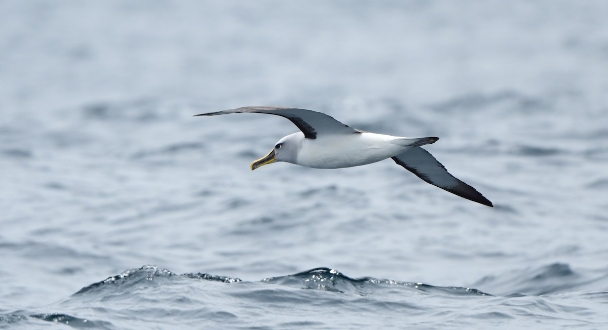 Buller's Albatross - ML303850931