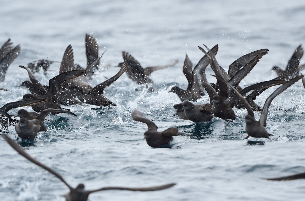 Short-tailed Shearwater - Andy Gee