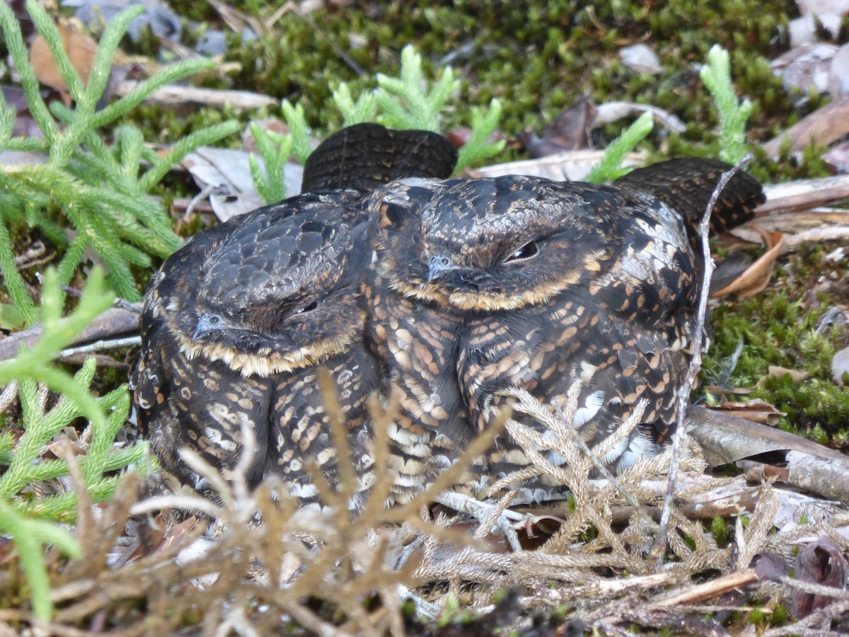 Diabolical Nightjar - ML303851351