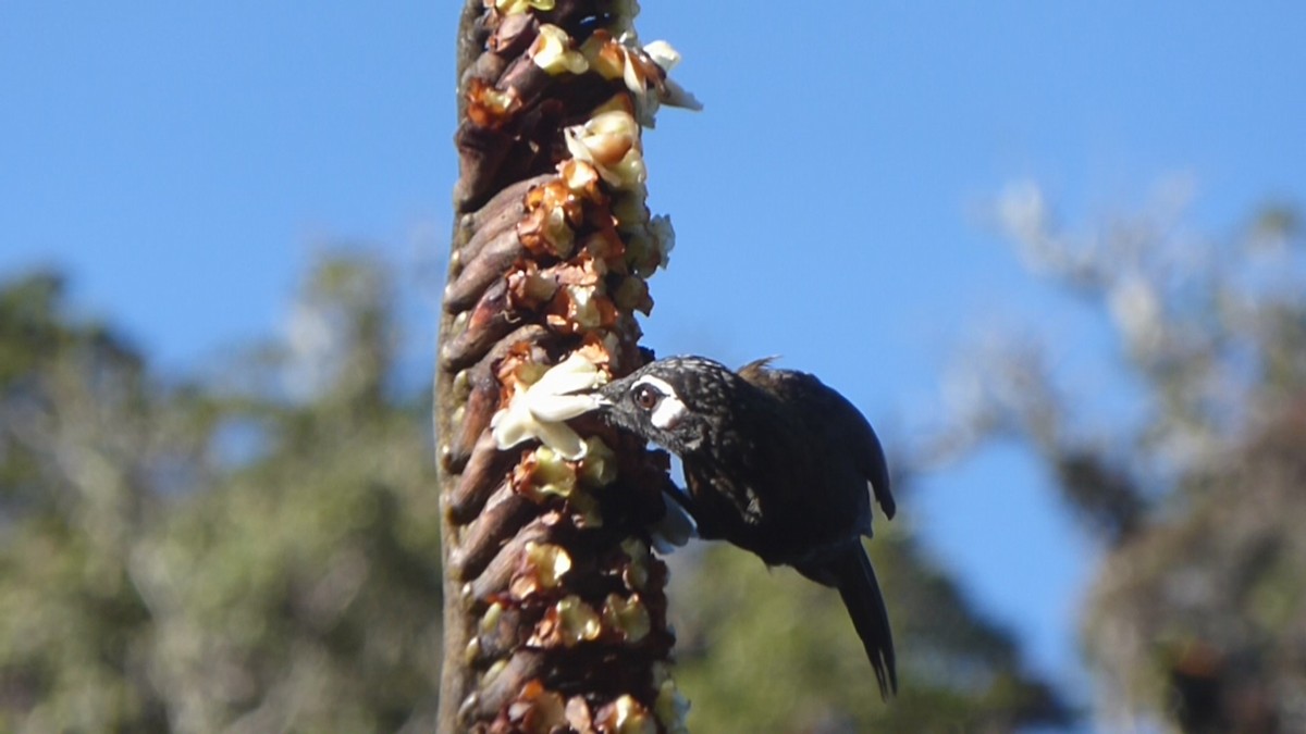 White-eared Myza - ML303851411