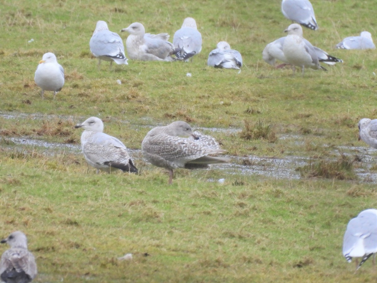 Glaucous Gull - ML303851811