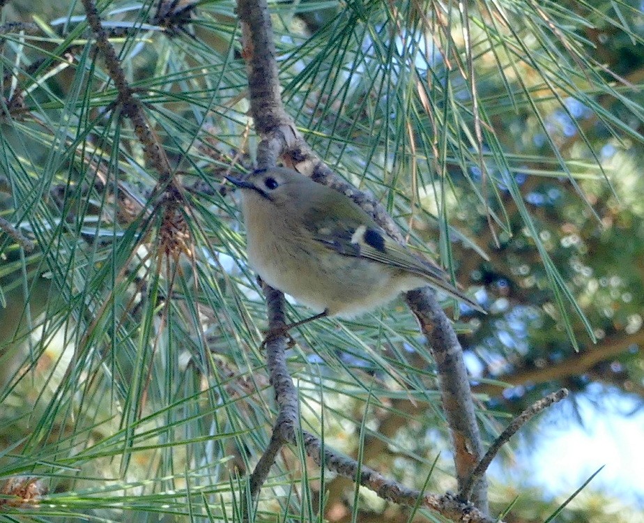 Goldcrest - ML303853461