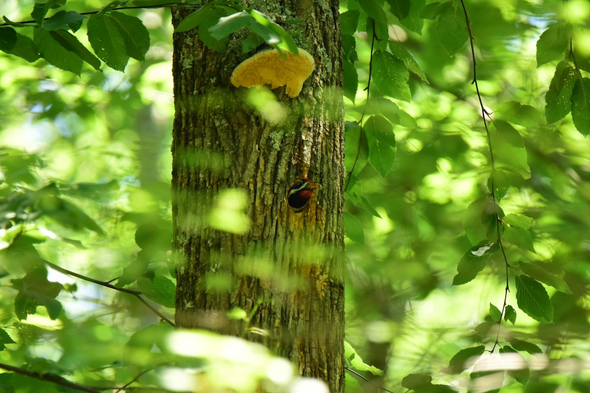 Yellow-bellied Sapsucker - ML30385441