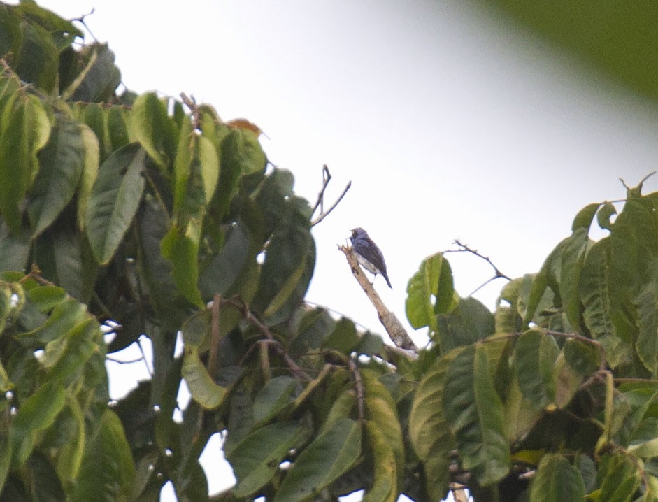 White-bellied Dacnis - ML303854831