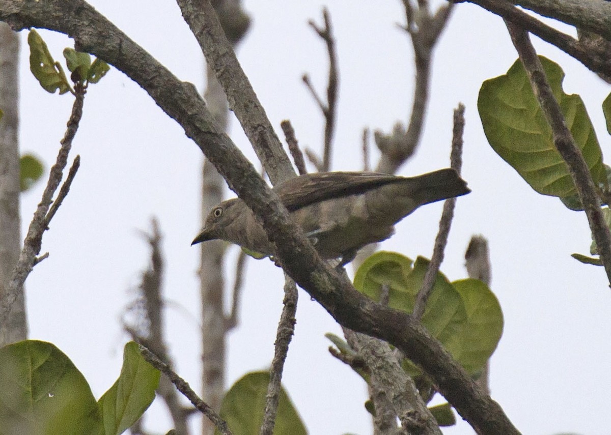 Pompadour Cotinga - ML303854931