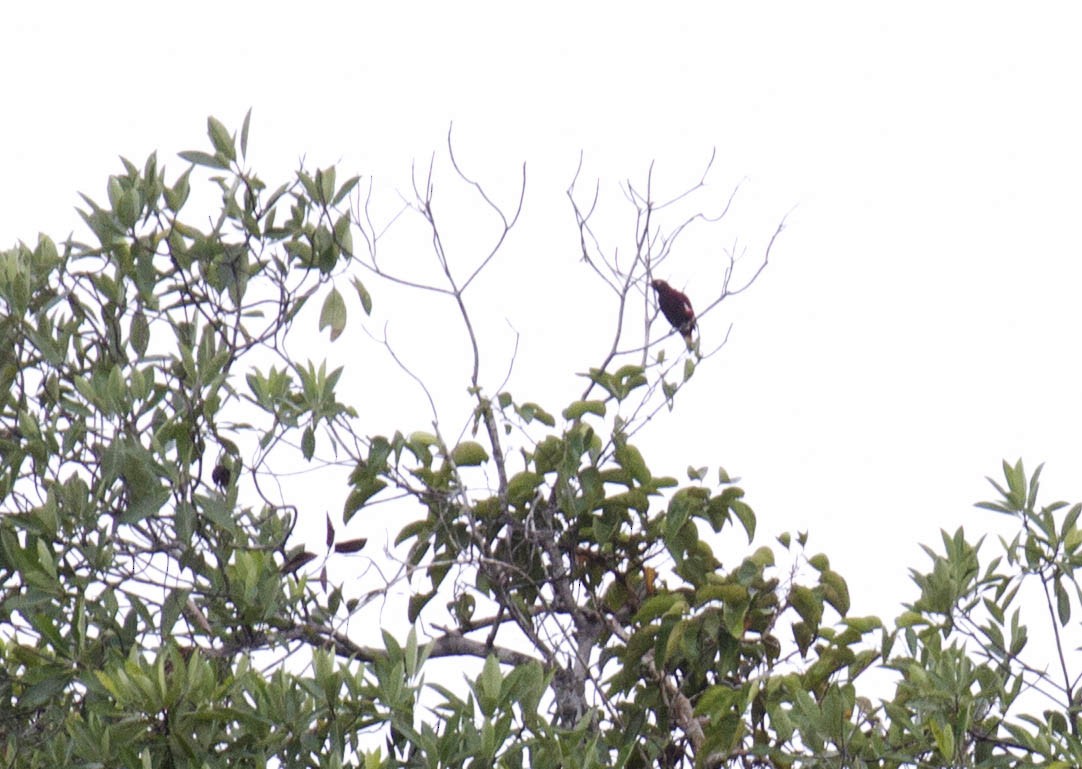 Pompadour Cotinga - ML303854941