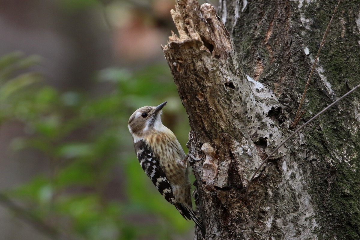 Japanese Pygmy Woodpecker - ML303855051