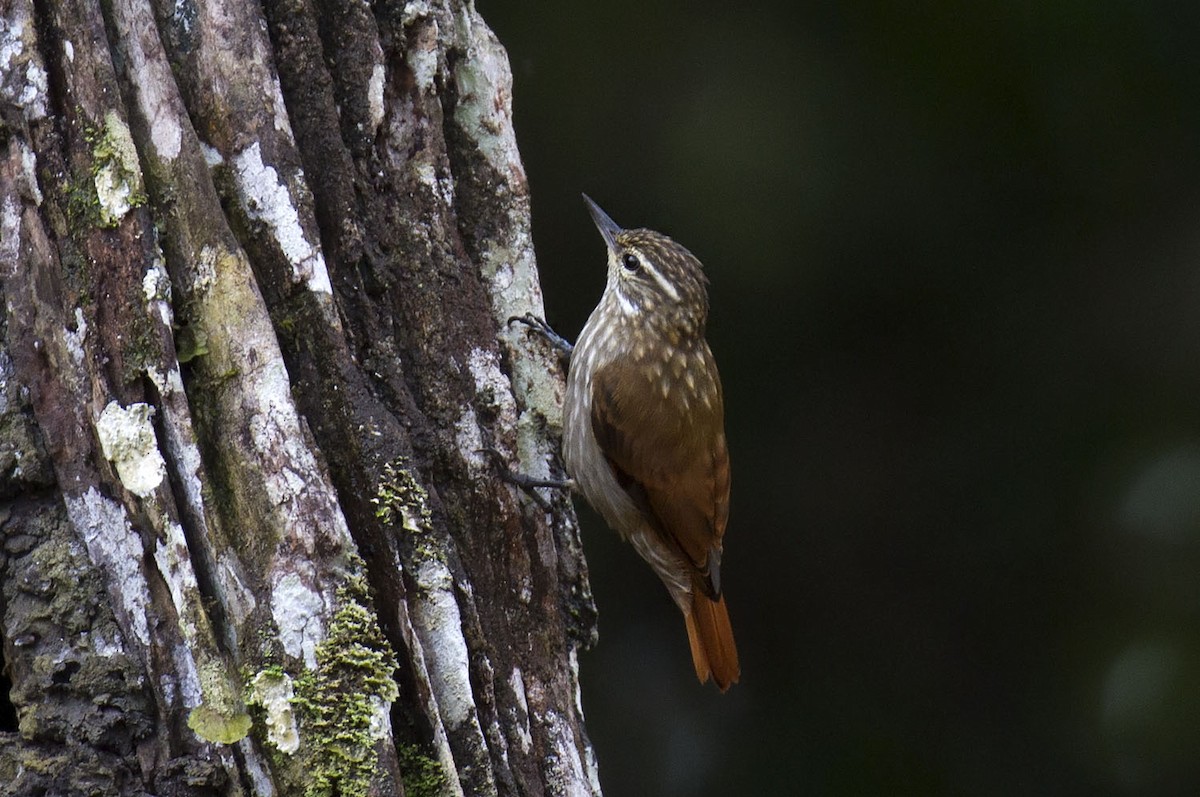 smalnebbmeiskryper - ML303855531