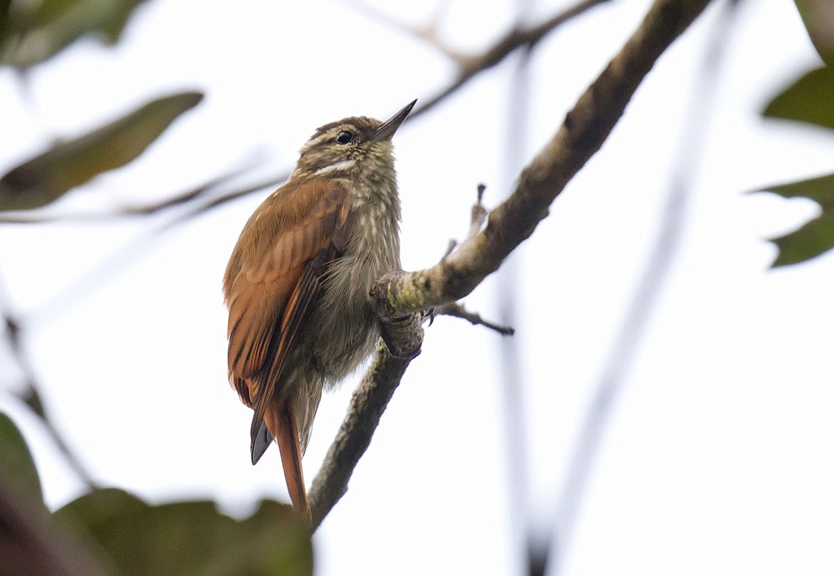 Slender-billed Xenops - ML303855541