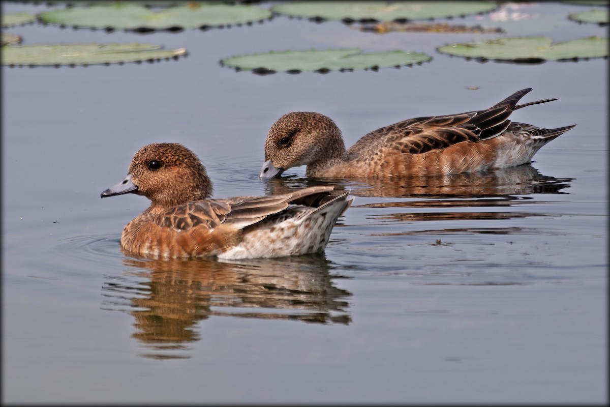 Eurasian Wigeon - ML303855711