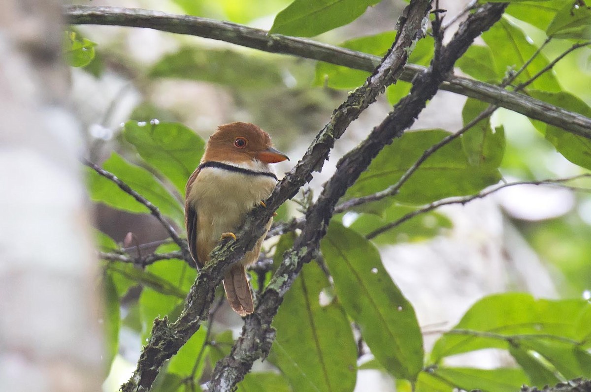 Collared Puffbird - ML303855861