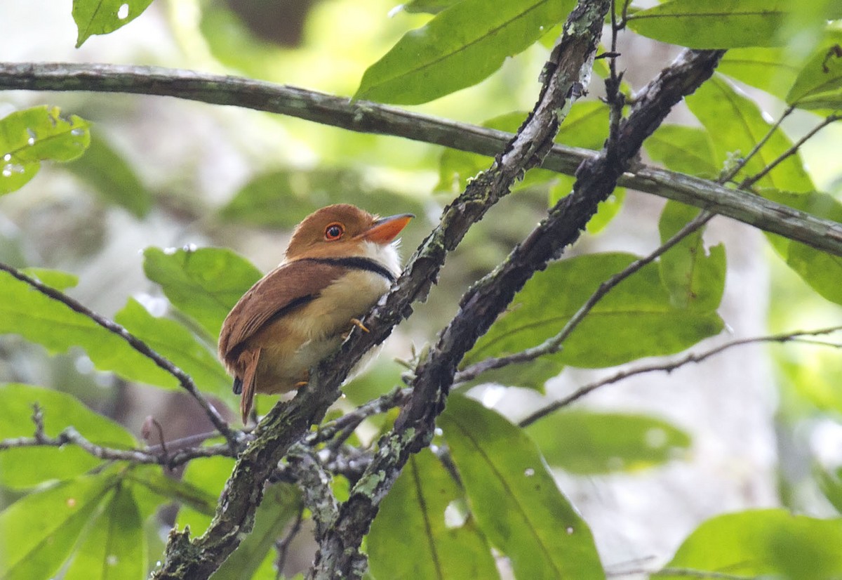 Collared Puffbird - ML303855871