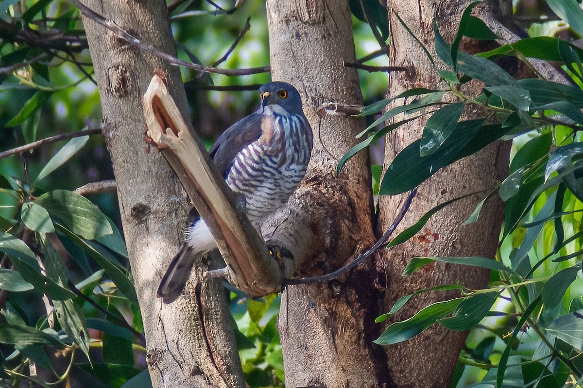 Crested Goshawk - ML303856441