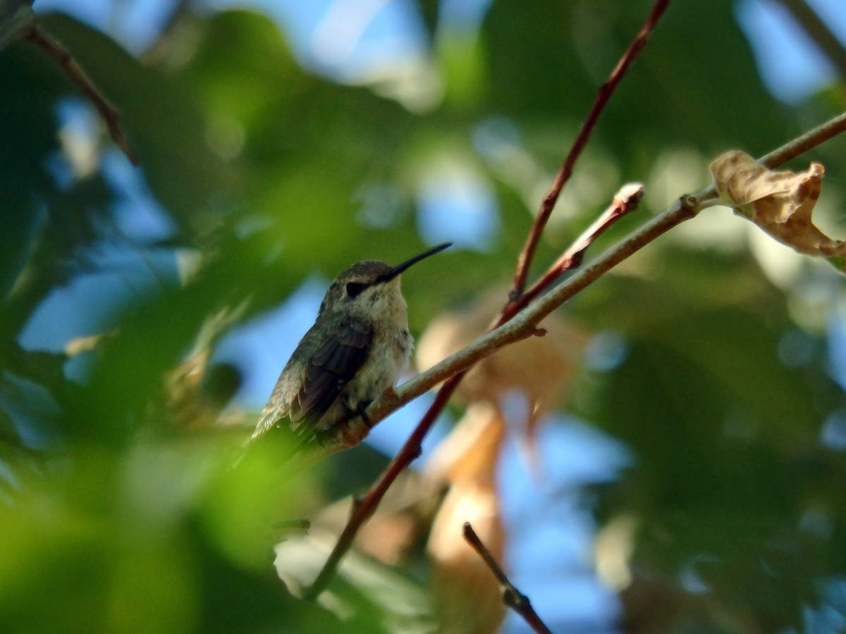 Costa's Hummingbird - ML30385841