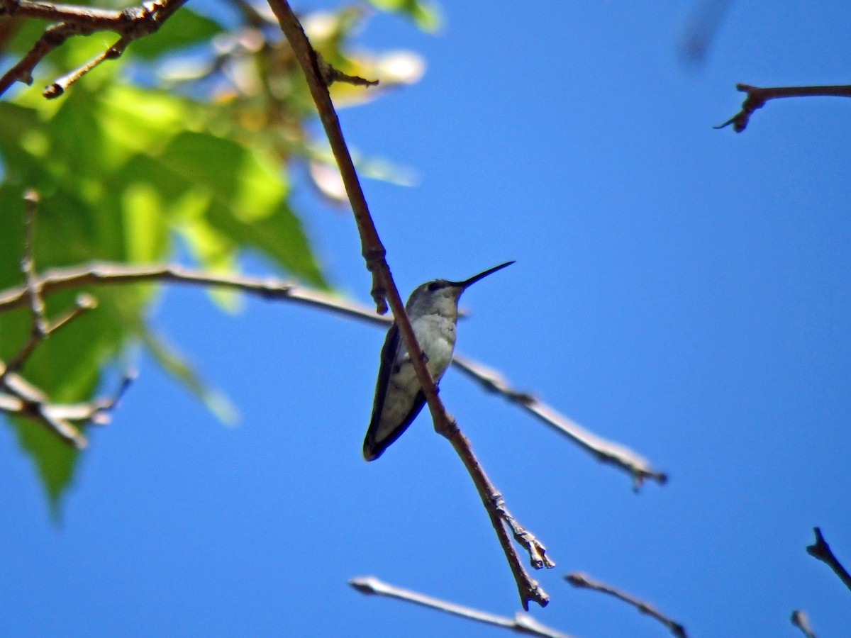 Costa's Hummingbird - ML30385851