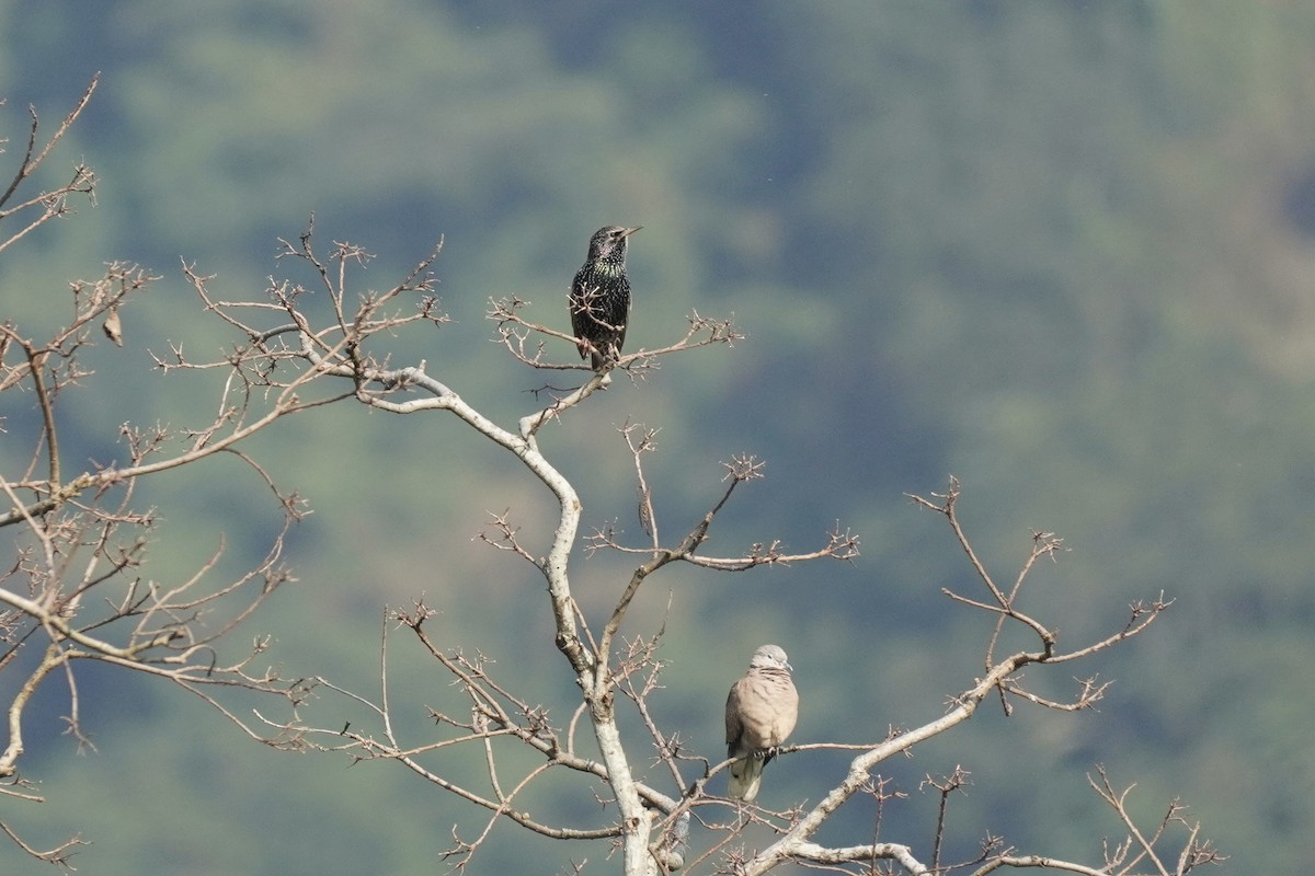 European Starling - Cassie  Liu