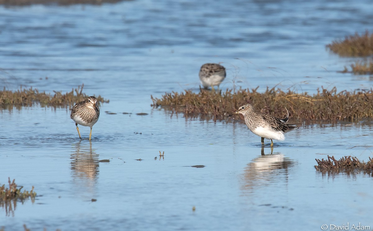 Pectoral Sandpiper - David Adam