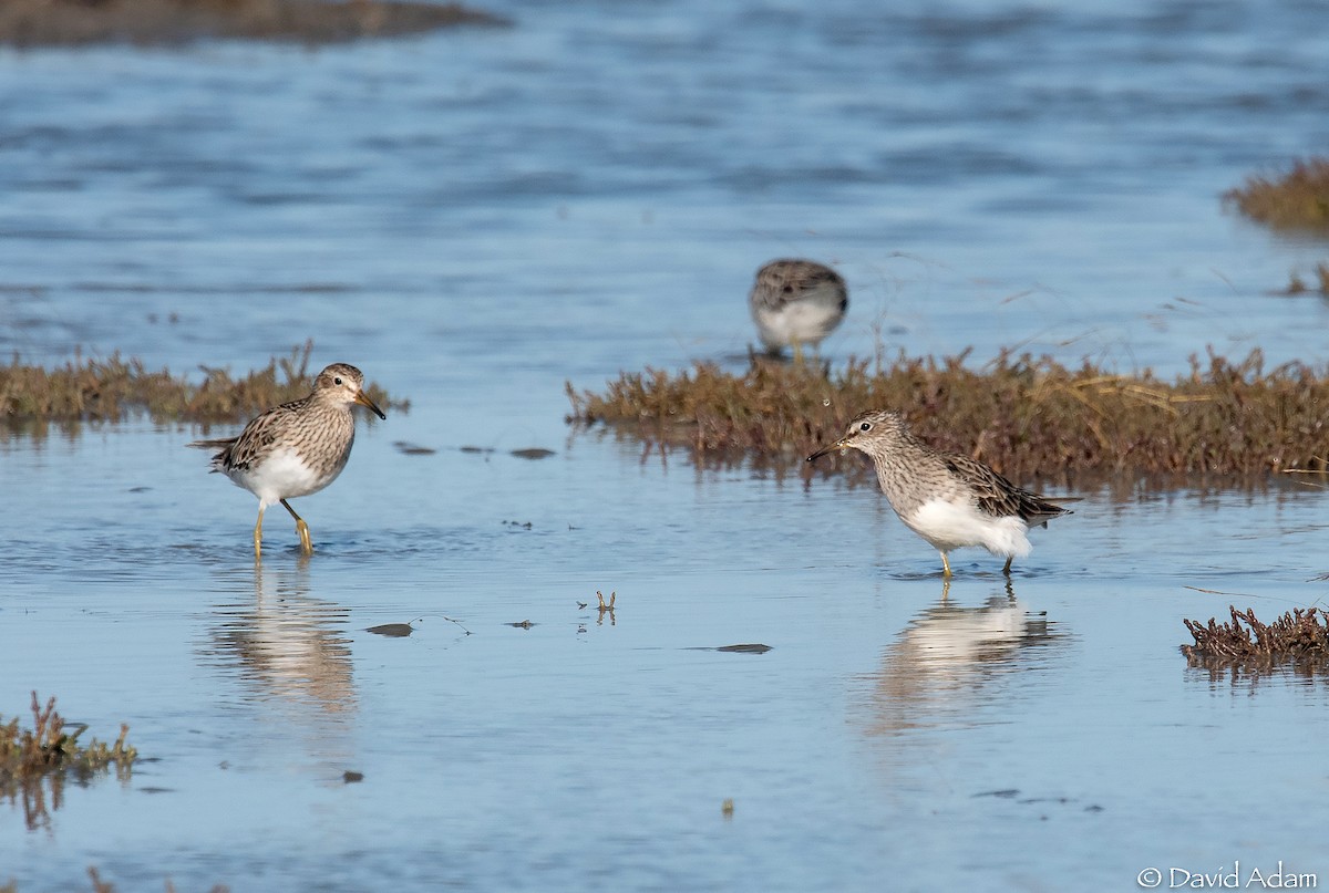 Graubrust-Strandläufer - ML303864351