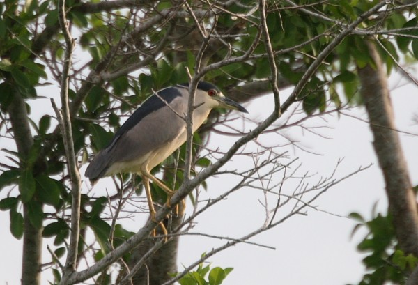 Black-crowned Night Heron - ML303864501