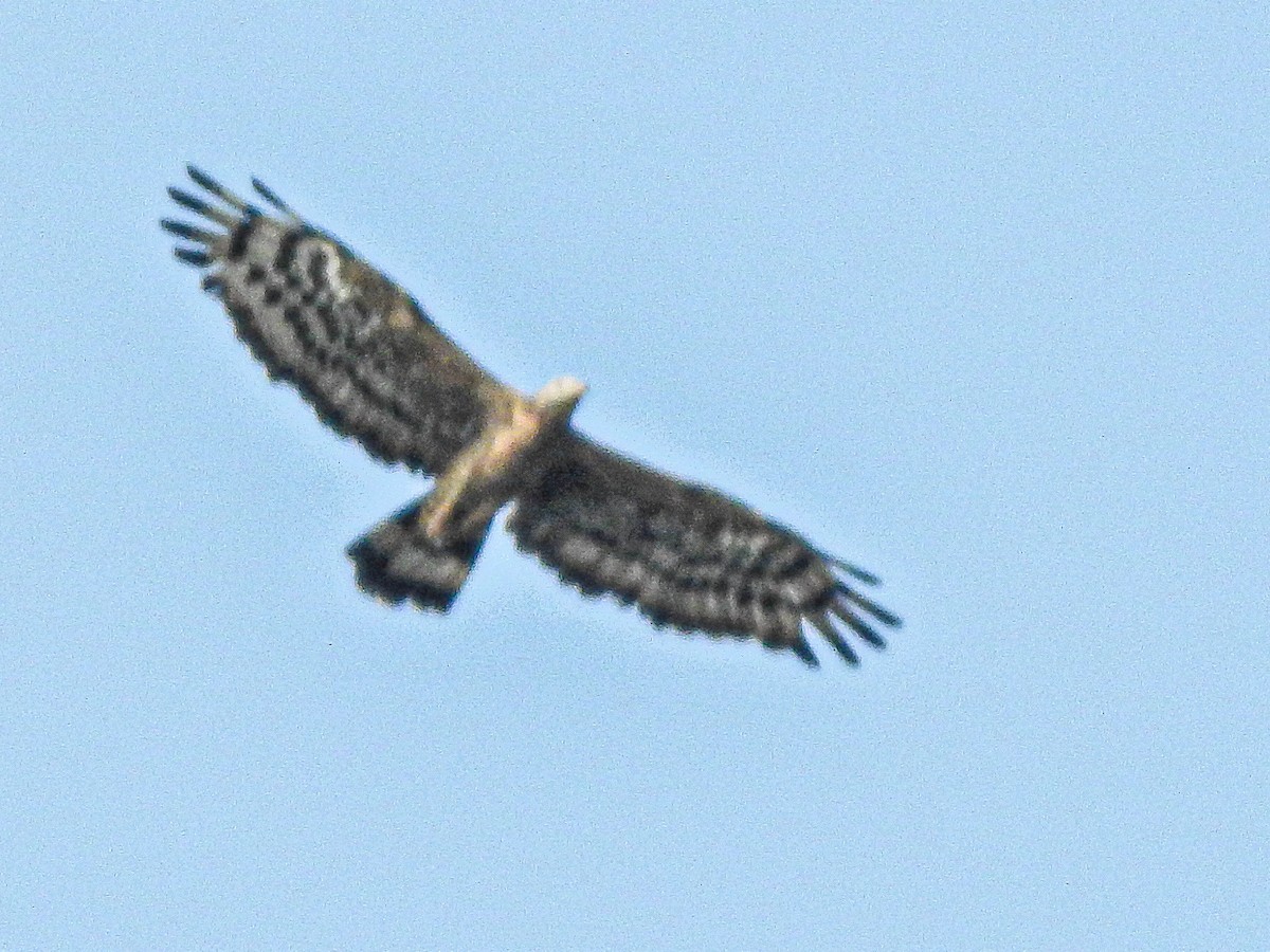 Oriental Honey-buzzard - ML303864671