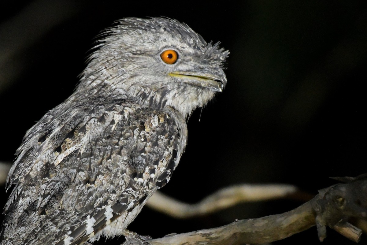 Tawny Frogmouth - Sam Adams