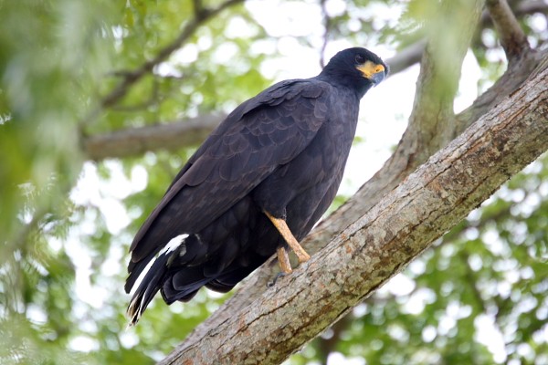 Common Black Hawk - ML303865511