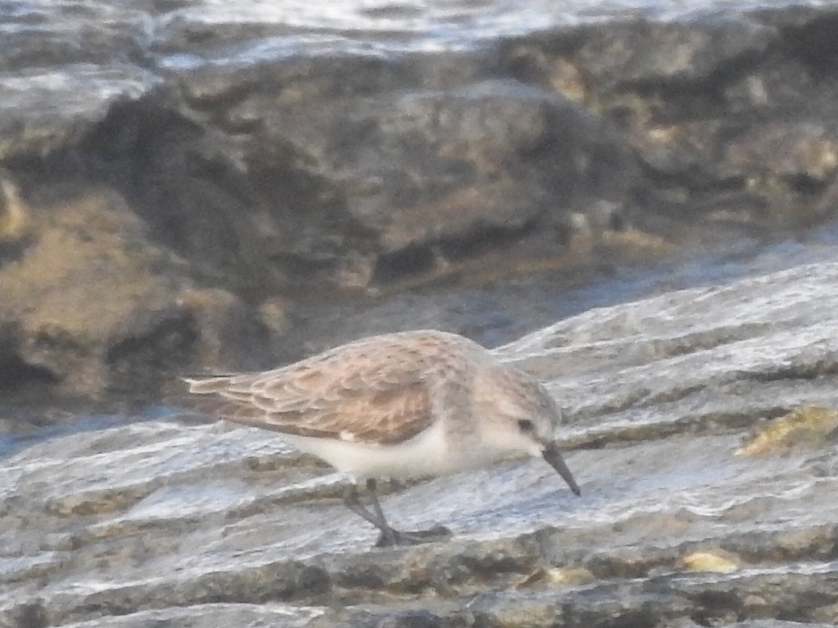 Rotkehl-Strandläufer - ML303865701