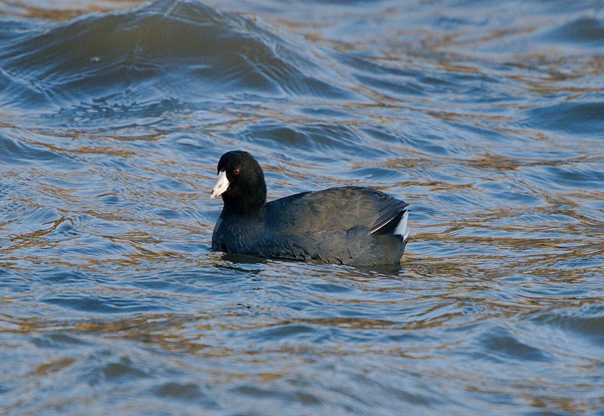 American Coot - ML303865911