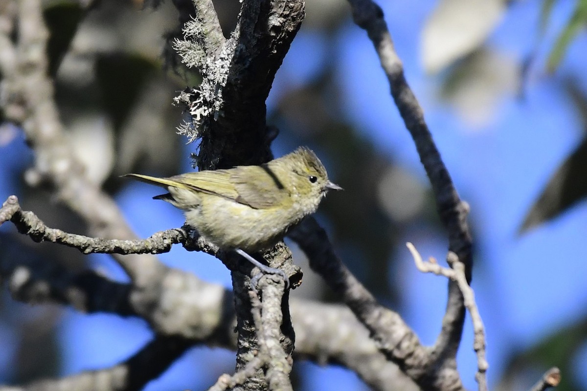 Yellow-browed Tit - ML303866191