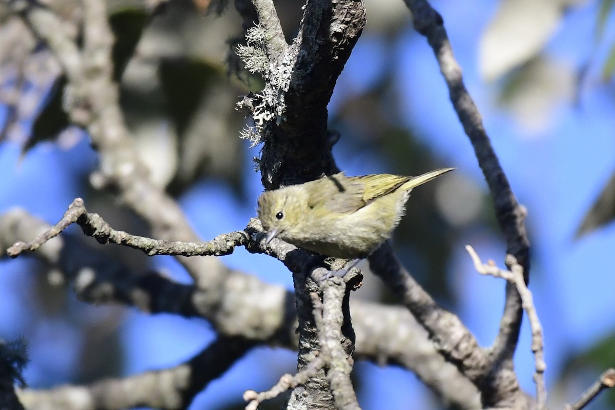 Yellow-browed Tit - ML303866201