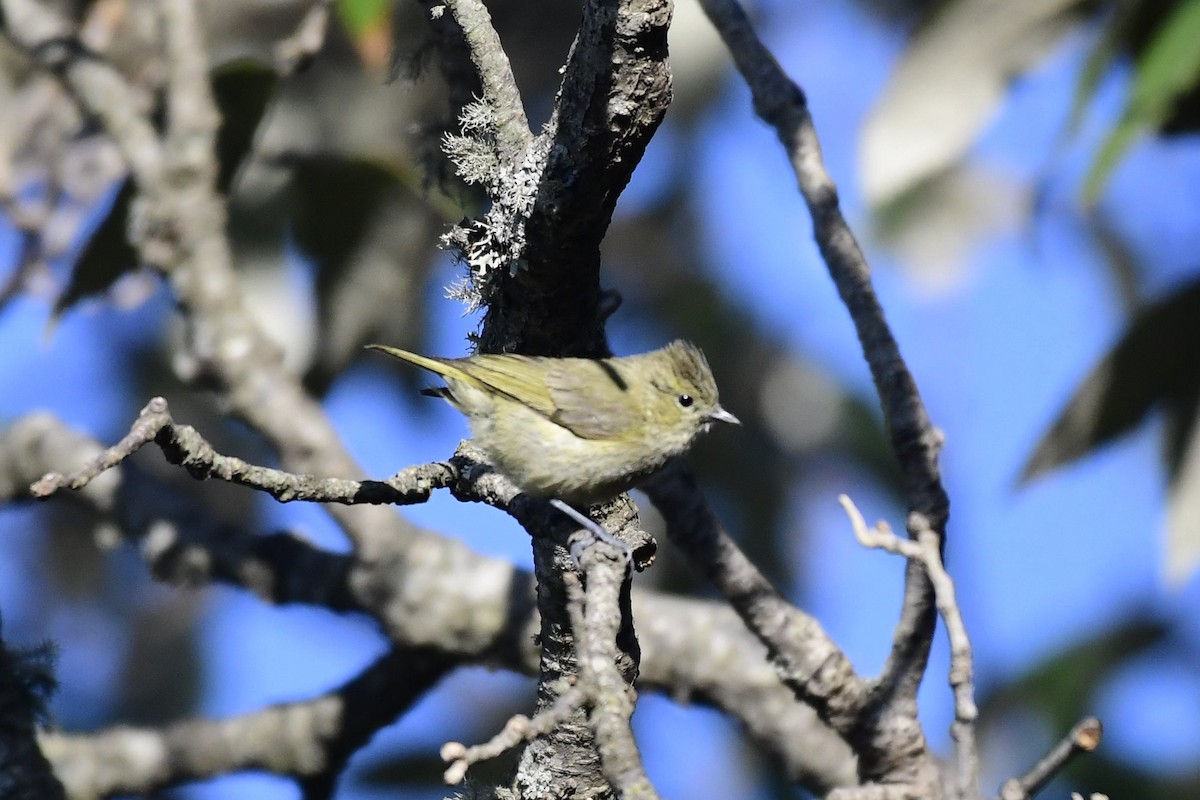 Yellow-browed Tit - ML303866221