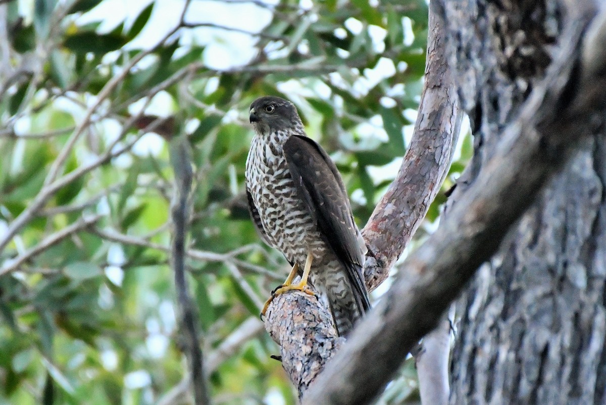 Collared Sparrowhawk - ML303866651