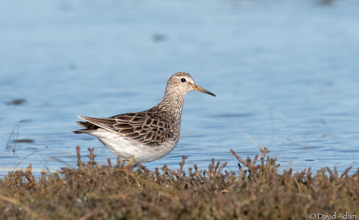Bécasseau à poitrine cendrée - ML303866661