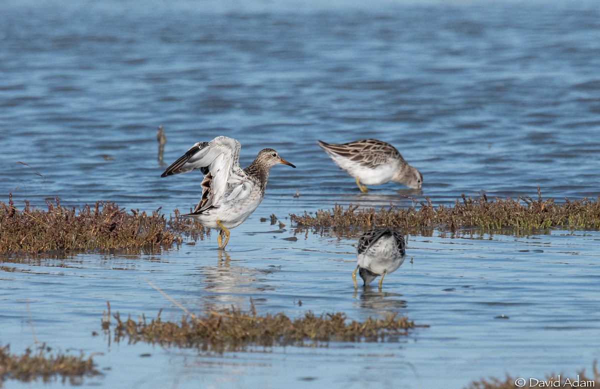 Pectoral Sandpiper - ML303866681